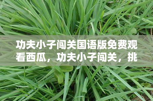 功夫小子闯关国语版免费观看西瓜,功夫小子闯关,挑战与成长的故事 功夫小子闯关国语版免费观看西瓜,功夫小子闯关,挑战与成长的故事