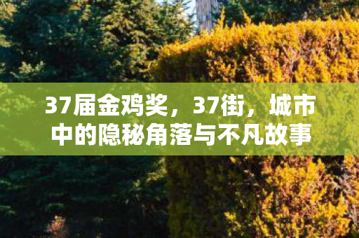 37届金鸡奖,37街,城市中的隐秘角落与不凡故事 37届金鸡奖,37街,城市中的隐秘角落与不凡故事