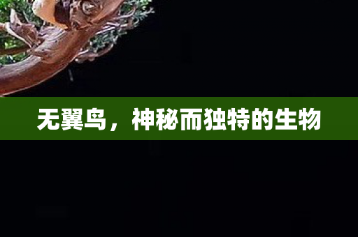 神秘而独特的生物图片
