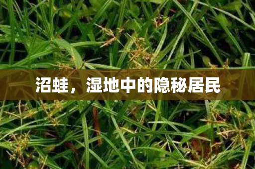 沼蛙，湿地中的隐秘居民