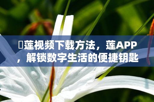 磂莲视频下载方法，莲APP，解锁数字生活的便捷钥匙