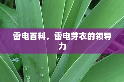 雷电百科，雷电芽衣的领导力