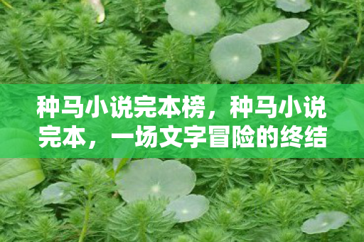 一场文字冒险的终结与启示图片