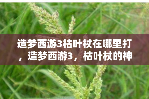 造梦西游3枯叶杖在哪里打图片