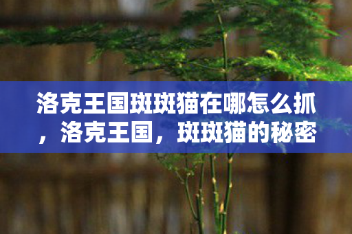 洛克王国斑斑猫在哪怎么抓图片