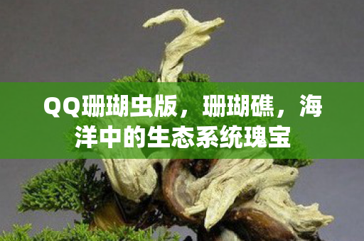 海洋中的生态系统瑰宝图片