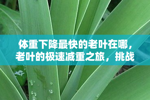 体重下降最快的老叶在哪图片