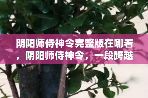 阴阳师侍神令完整版在哪看图片