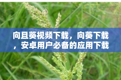 安卓用户必备的应用下载神器图片