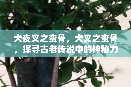 犬夜叉之蛮骨，犬叉之蛮骨，探寻古老传说中的神秘力量