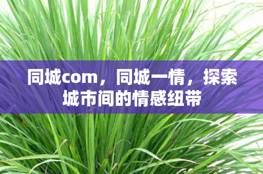 探索城市间的情感纽带图片