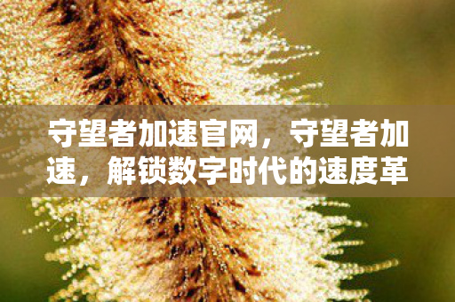 解锁数字时代的速度革命图片