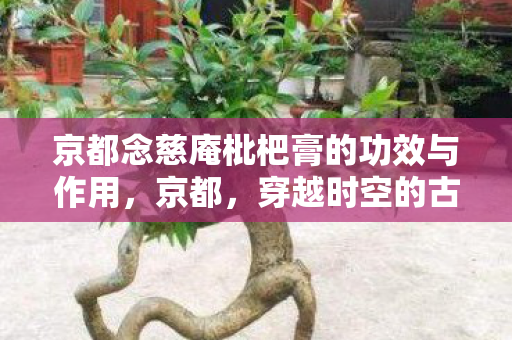 京都念慈庵枇杷膏的功效与作用图片