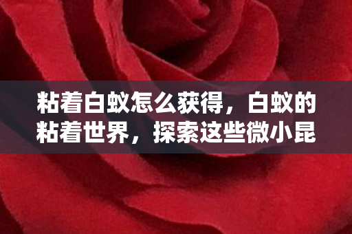 探索这些微小昆虫的奇妙生活图片