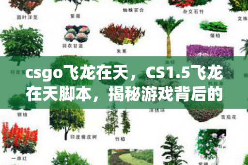 csgo飞龙在天，CS1.5飞龙在天脚本，揭秘游戏背后的秘密武器