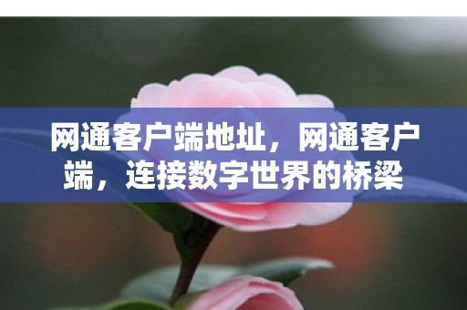 连接数字世界的桥梁图片