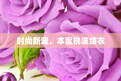 本蜜桃波结衣图片