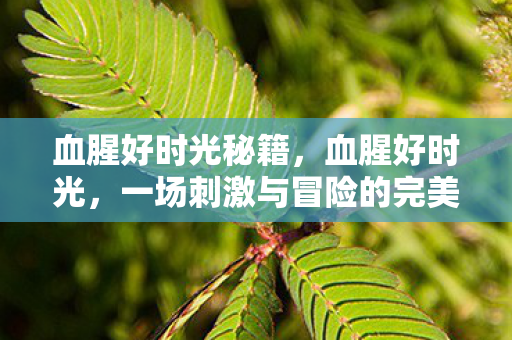 一场刺激与冒险的完美结合图片