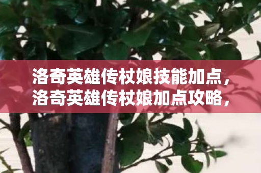 洛奇英雄传杖娘技能加点图片