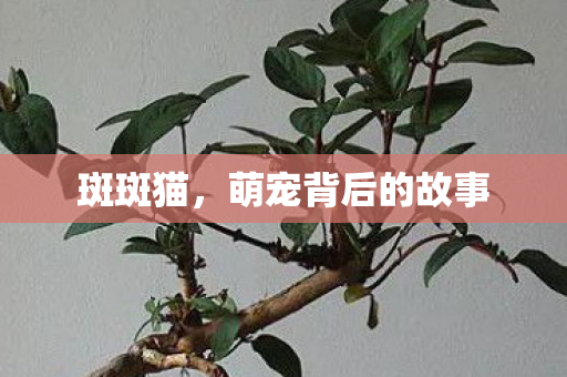 萌宠背后的故事图片