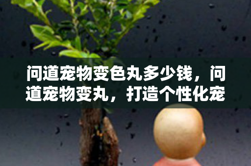 问道宠物变色丸多少钱图片