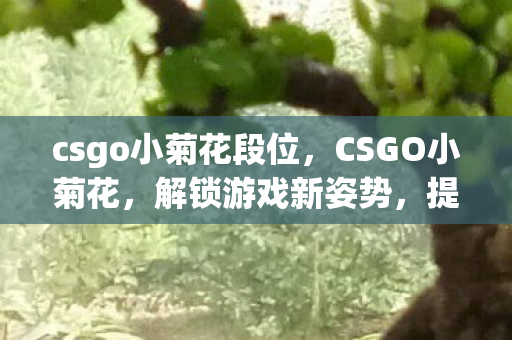 csgo小菊花段位图片