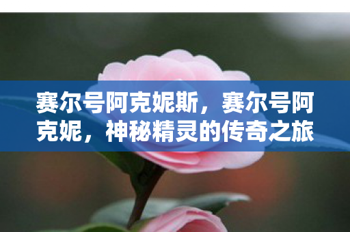 神秘精灵的传奇之旅图片