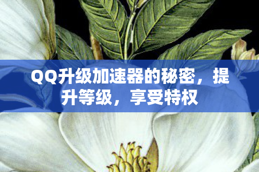 QQ升级加速器的秘密图片