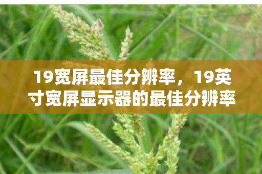 19英寸宽屏显示器的最佳分辨率图片