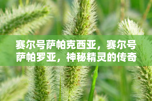 神秘精灵的传奇故事图片