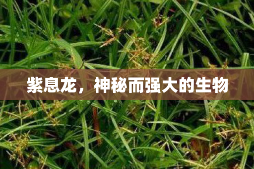 紫息龙，神秘而强大的生物