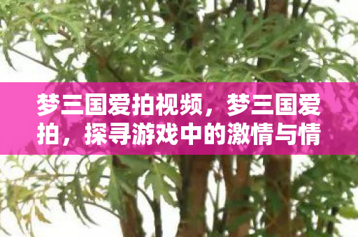 梦三国爱拍视频，梦三国爱拍，探寻游戏中的激情与情感交织的世界