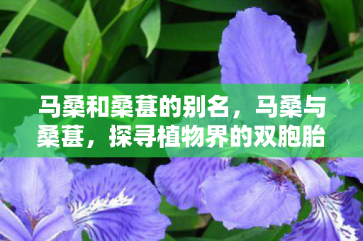 探寻植物界的双胞胎之谜图片