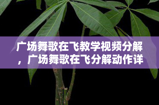 广场舞歌在飞教学视频分解图片