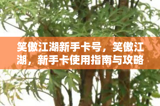 新手卡使用指南与攻略图片