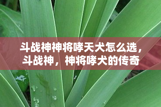 斗战神神将哮天犬怎么选图片