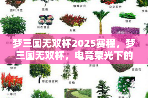 梦三国无双杯2025赛程，梦三国无双杯，电竞荣光下的英雄传奇