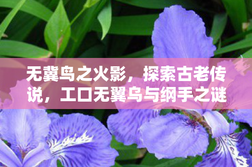 无冀鸟之火影，探索古老传说，工口无翼乌与纲手之谜