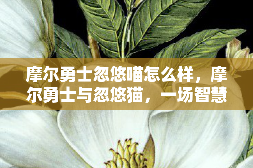 摩尔勇士忽悠喵怎么样图片