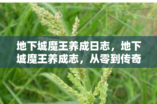 从零到传奇的冒险之旅图片