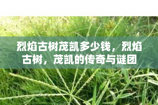 烈焰古树茂凯多少钱图片