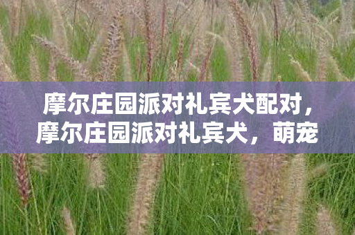 摩尔庄园派对礼宾犬配对图片