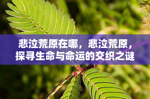 悲泣荒原在哪，悲泣荒原，探寻生命与命运的交织之谜