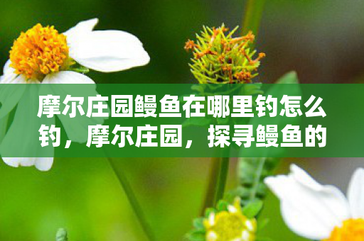 摩尔庄园鳗鱼在哪里钓怎么钓图片