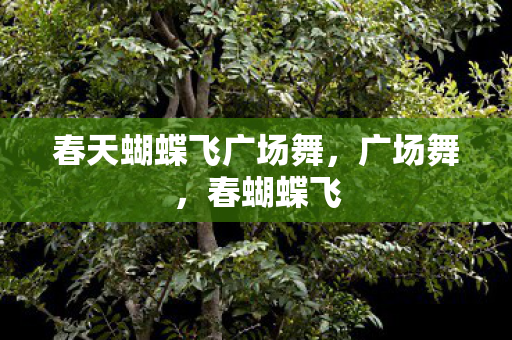 春天蝴蝶飞广场舞，广场舞，春蝴蝶飞
