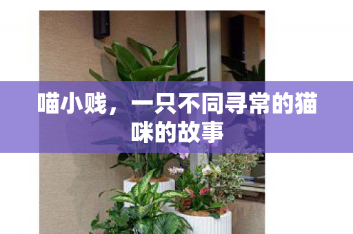 喵小贱，一只不同寻常的猫咪的故事