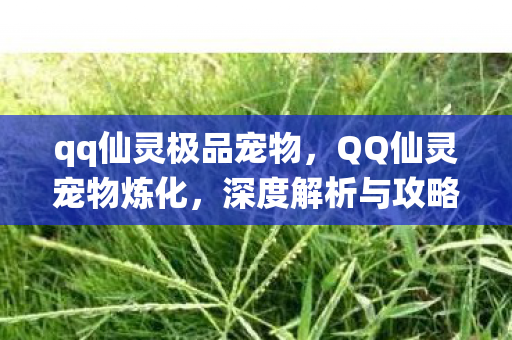qq仙灵极品宠物，QQ仙灵宠物炼化，深度解析与攻略