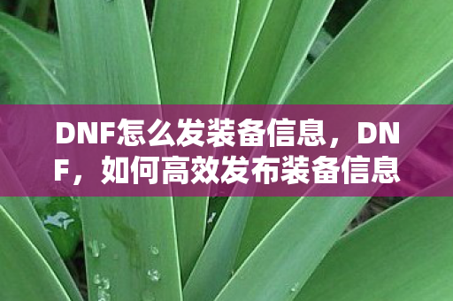 DNF怎么发装备信息图片