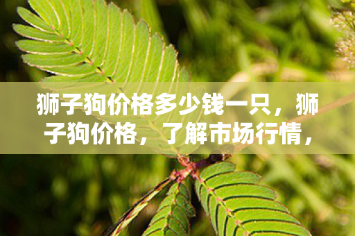 狮子狗价格多少钱一只图片