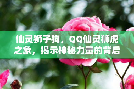 仙灵狮子狗，QQ仙灵狮虎之象，揭示神秘力量的背后故事